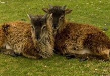 Bí mật về giống cừu đang ngày càng thấp bé đi