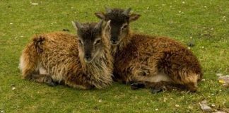 Bí mật về giống cừu đang ngày càng thấp bé đi