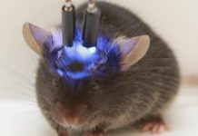 Cấy não người mini vào chuột gây lo ngại về loài lai thông minh