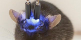 Cấy não người mini vào chuột gây lo ngại về loài lai thông minh