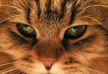 Tại sao mắt mèo một ngày biến đổi 3 lần?
