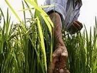 Gạo mang gene người