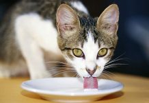 Liệu bạn có nên cho mèo uống sữa hay không? Liệu bạn có nên cho mèo uống sữa hay không?