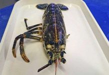 Tôm hùm mọc lại càng trong một tháng