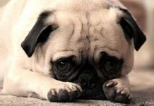 Tìm hiểu cảm giác, ứng xử khi xấu hổ, hối lỗi của loài chó Tìm hiểu cảm giác, ứng xử khi xấu hổ, hối lỗi của loài chó