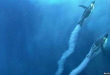 Chim cánh cụt cũng có thể bay