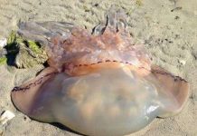 Con sứa khổng lồ dạt bờ biển Anh