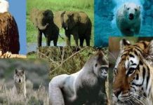 Cuộc đại tuyệt chủng thứ 6 của Trái đất đã bắt đầu Cuộc đại tuyệt chủng thứ 6 của Trái đất đã bắt đầu