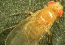 Phát hiện ruồi cũng bị trầm cảm