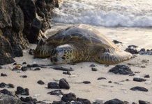 Hé lộ cuộc sống tình dục kỳ lạ của loài rùa cực hiếm