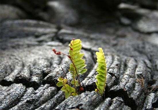 Nghiên cứu gây sốc về nguồn gốc sự sống trên Trái đất