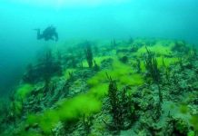 Tảo xâm chiếm lòng hồ sâu nhất thế giới
