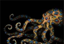 Cận cảnh bạch tuộc đốm xanh có nọc độc gấp 50 lần rắn hổ mang