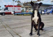 Chó chờ trước cửa bệnh viện nơi chủ qua đời từ 8 tháng trước