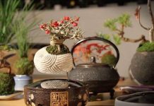 Độc đáo cây bonsai bay lơ lửng trên không