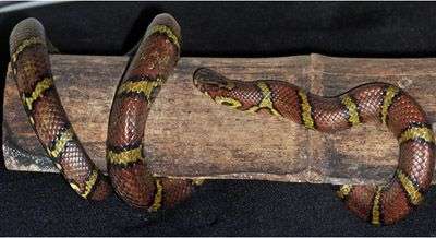 Phát hiện lại 2 loài rắn hiếm ở Hoàng Liên