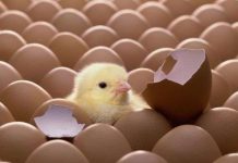 Phú Thọ sản xuất gà giống bằng thụ tinh nhân tạo Phú Thọ sản xuất gà giống bằng thụ tinh nhân tạo