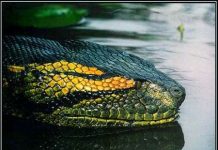 Lý giải về các “quái vật” huyền thoại Lý giải về các "quái vật" huyền thoại