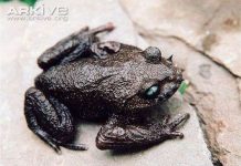 Kỳ lạ loài cóc mọc “ria mép” sắc như kiếm Kỳ lạ loài cóc mọc "ria mép" sắc như kiếm