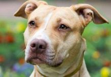 5 loài chó dữ có xu hướng cắn chủ nhiều nhất thế giới 5 loài chó dữ có xu hướng cắn chủ nhiều nhất thế giới