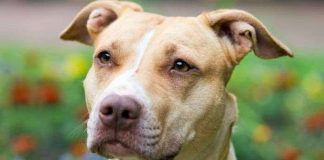 5 loài chó dữ có xu hướng cắn chủ nhiều nhất thế giới