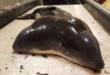 Ngư dân bắt được con cá heo hai đầu đầu tiên trên thế giới Ngư dân bắt được con cá heo hai đầu đầu tiên trên thế giới