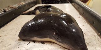 Ngư dân bắt được con cá heo hai đầu đầu tiên trên thế giới