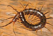 Khám phá ra loài rết mới dài 20cm, biết bơi và săn mồi dưới nước