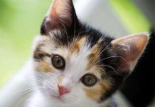 Những khả năng không thể lý giải của vật nuôi