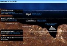 Tìm thấy sự sống ở đáy biển sâu nhất thế giới