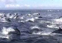 Cá heo hỗn loạn bỏ trốn khi cá voi sát thủ phục kích Cá heo hỗn loạn bỏ trốn khi cá voi sát thủ phục kích