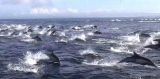 Cá heo hỗn loạn bỏ trốn khi cá voi sát thủ phục kích