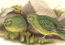 4 sinh vật có thể trở về được từ cõi chết trong niềm hân hoan của khoa học