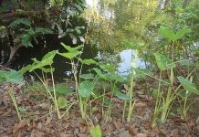 Nuôi cấy mô giúp bảo tồn nguồn gene khoai tầng vàng