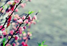 Cách làm hoa đào nở đúng Tết