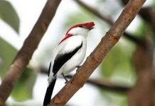 Hơn 860 loài động thực vật hoang dã đã bị tuyệt chủng