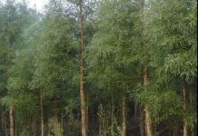 Phát hiện cây thủy tùng có thể sinh sản bằng rễ