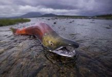 Cá hồi và cơ chế sinh sản bí ẩn chống “đẻ mướn” Cá hồi và cơ chế sinh sản bí ẩn chống "đẻ mướn"