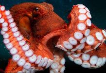 Bạch tuộc khổng lồ không được giao phối vì dễ ăn thịt bạn tình