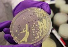 Thử nghiệm thành công cấy ghép gene người trên nấm men