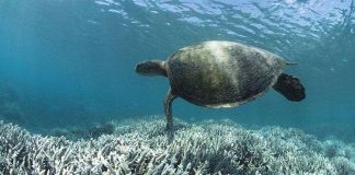 Phát hiện gene cứu san hô khỏi chết đói