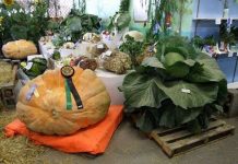 Giải mã bí ẩn Alaska - Vùng đất của rau củ quả khổng lồ