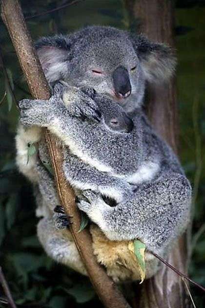 Những sự thật bất ngờ về loài gấu Koala