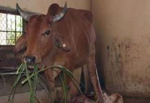 Xác định giới tính để sản xuất bò sữa cao sản