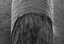 Tìm thấy thành phần bí ẩn của tóc