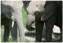 Voi liên lạc với nhau bằng cách nào?