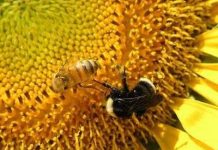 Ong mật giúp cảnh báo chất độc