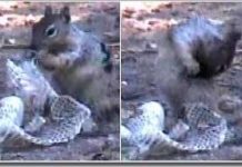 Tại sao sóc sử dụng da rắn?