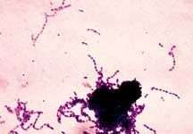 Kẹo cao su diệt khuẩn