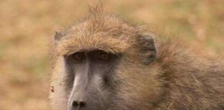 Khỉ đầu chó, “gà trống nuôi con”